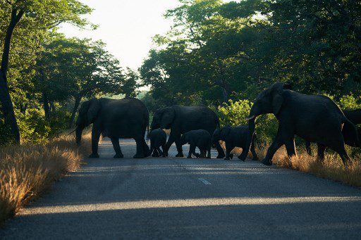 Los elefantes en el parque nacional más grande de Zimbabwe han estado migrando en masa desde el mes pasado a la vecina Botswana debido a la falta de agua, lo que provocó la mayor Migración de animales silvestres registrada en la región en los últimos años