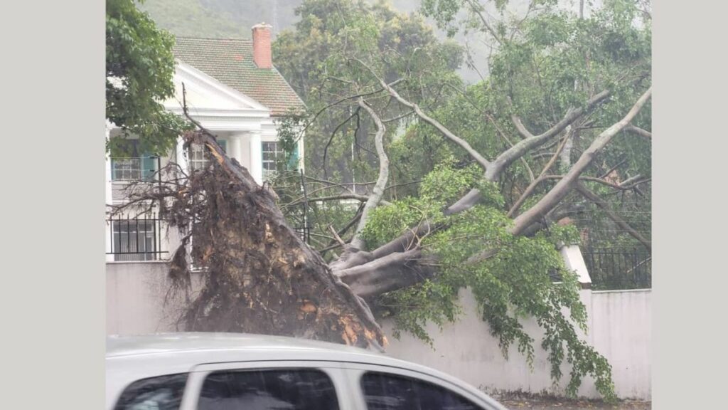 Un árbol cayó en un muro causando destrozos en La Florida.